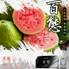 百態煙彈 3入裝 FPX，適用於通用的 RELX 和 SP2S 一代主機系列。